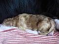 2007-10-28-bild-02-Frisch-geschluepft