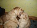 2007-11-17-bild-02-kaum-stehen-sie-schon-raufen-sie