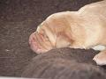 2007-11-17-bild-08-nein-ich-bin-kein-Faltenhund